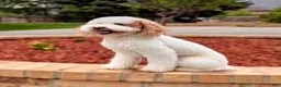 Mini Goldendoodle dogs for sale: Anita  - Ad 9