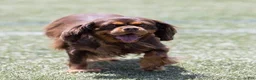 Cavalier King Charles Spaniel dogs for sale: Mia - Ad 7