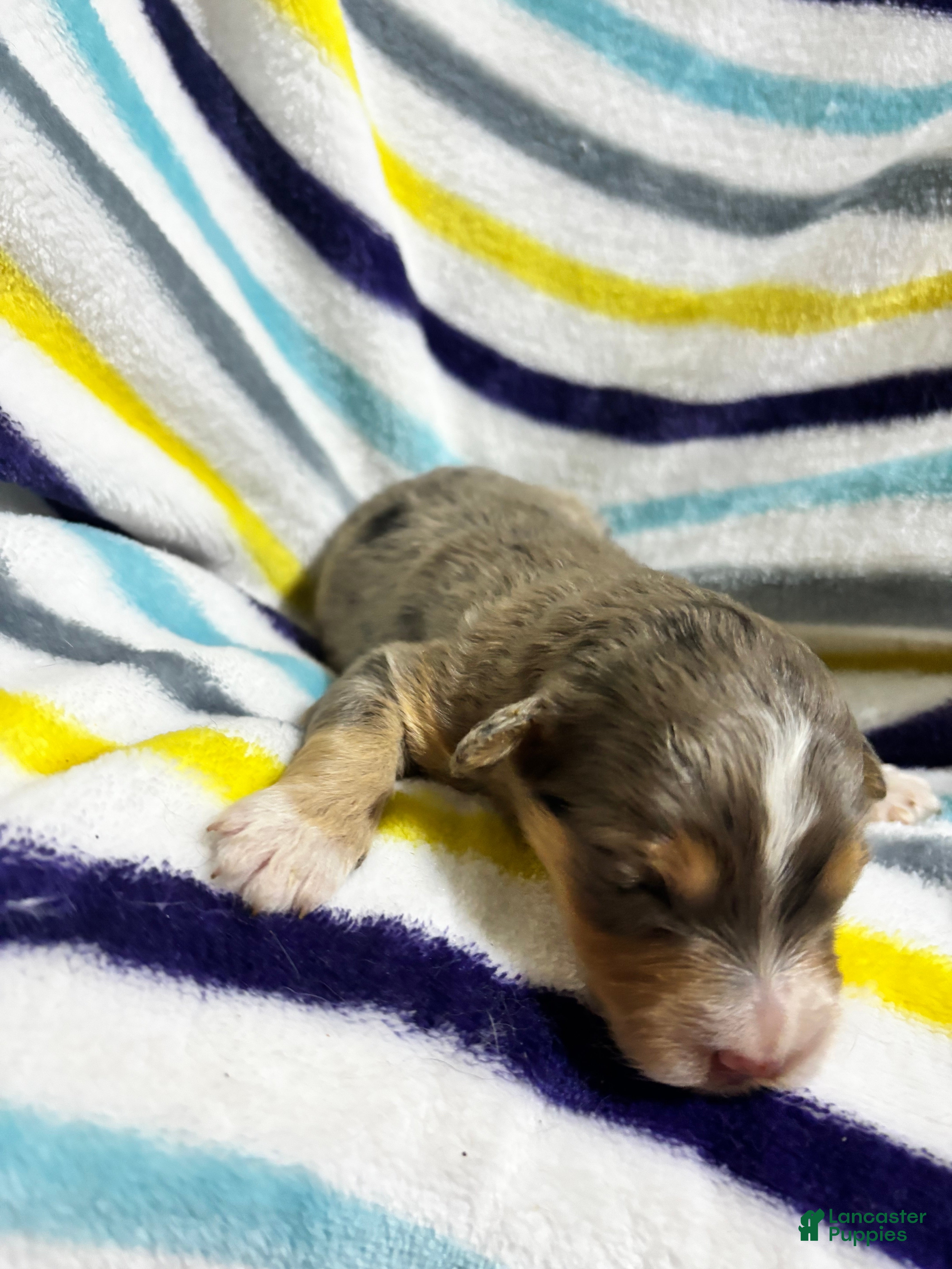 Aussiedoodle dogs Aussiedoodle 2 - Ad 2
