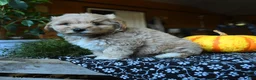 Maltipoo dogs for sale: Peter - Ad 7