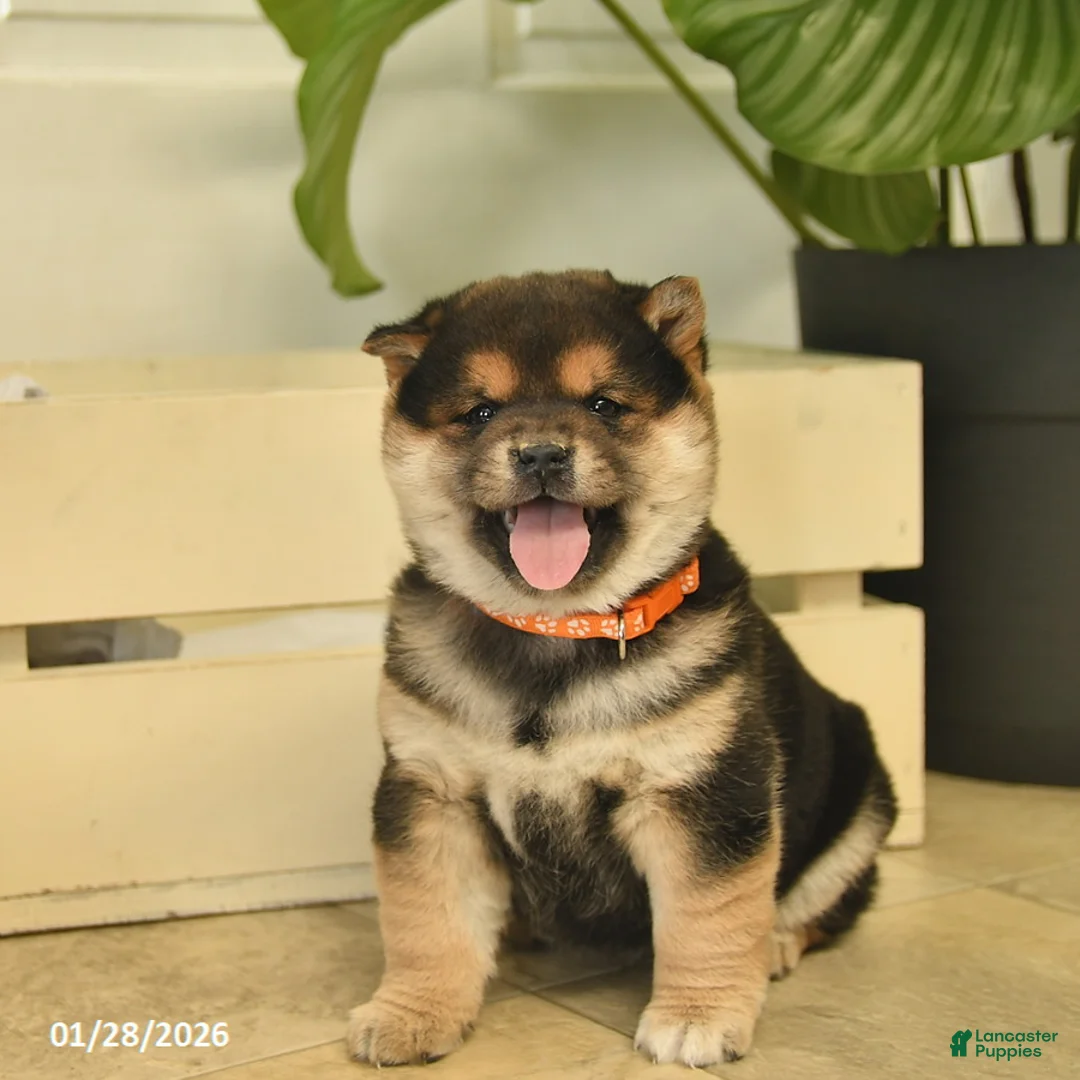 Shiba Inu dogs for sale: Cupcake  - Ad 1