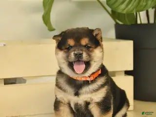 Shiba Inu dogs Cupcake - Ad 37