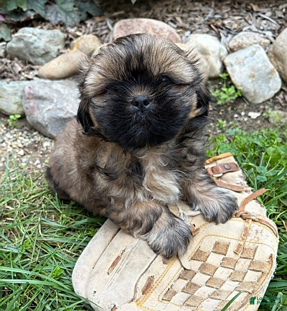 Shih Tzu dogs Cooper - Ad 1