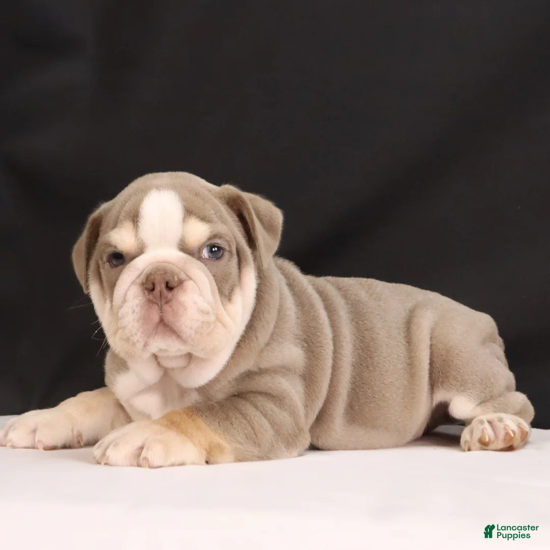English Bulldog dogs for sale:  Titus - Ad 14