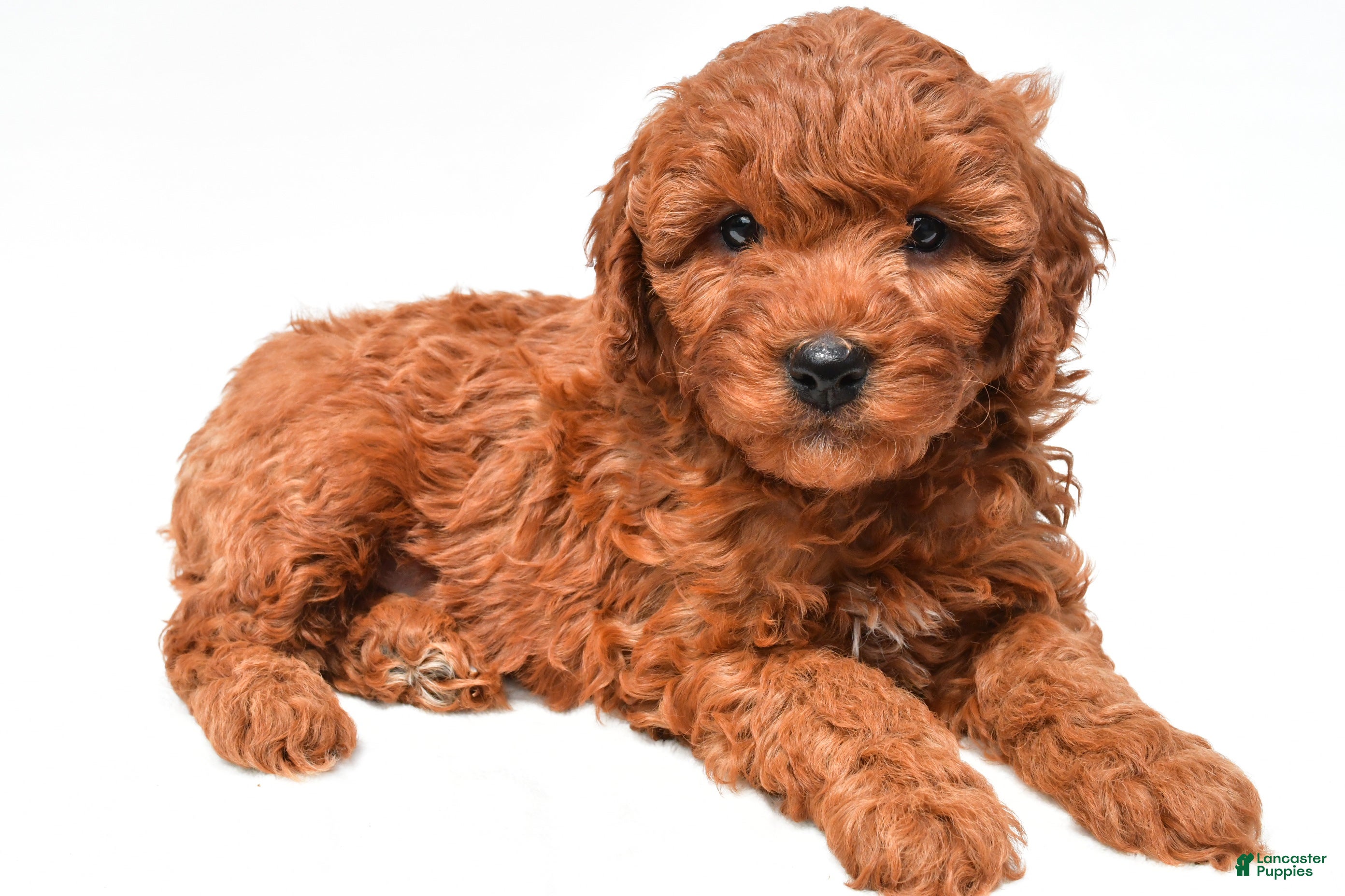 Mini Goldendoodle dogs Jake - Ad 2