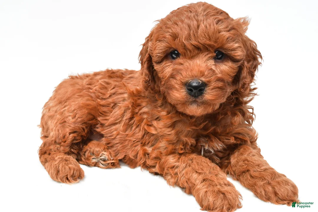 Mini Goldendoodle dogs for sale: Jake - Ad 2