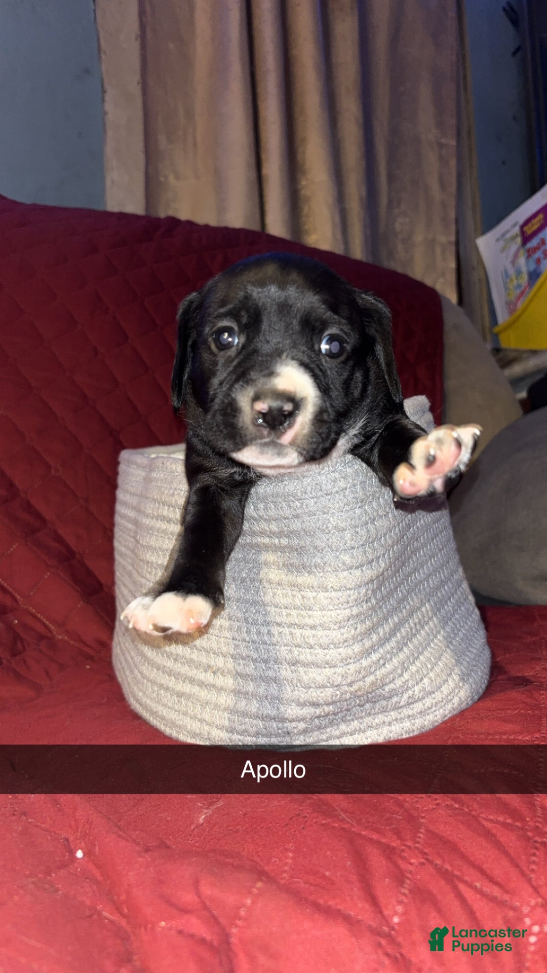 Mixed Breed dogs for sale: Apollo - Ad 1