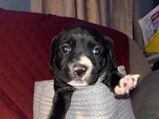 Mixed Breed dogs Apollo - Ad 38