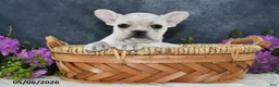 French Bulldog dogs for sale: Ivory - Ad 2