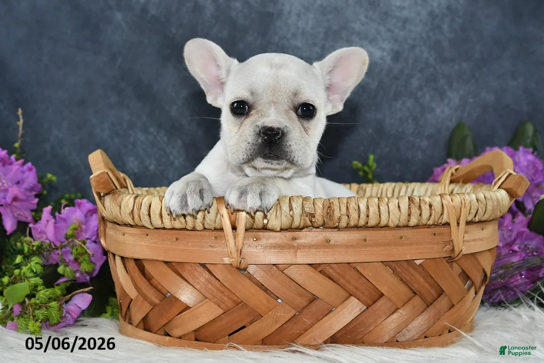 French Bulldog dogs for sale: Ivory - Ad 2