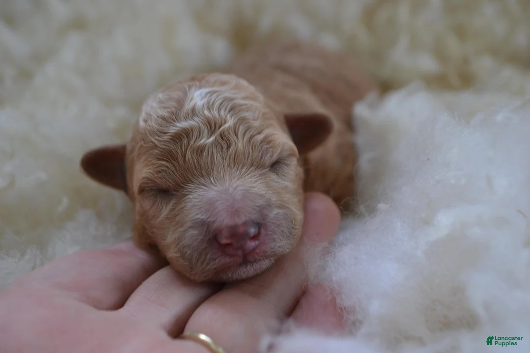 Maltipoo dogs for sale: Ginger - Ad 1