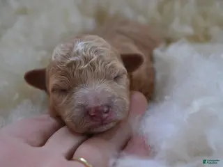 Maltipoo dogs Ginger - Ad 5