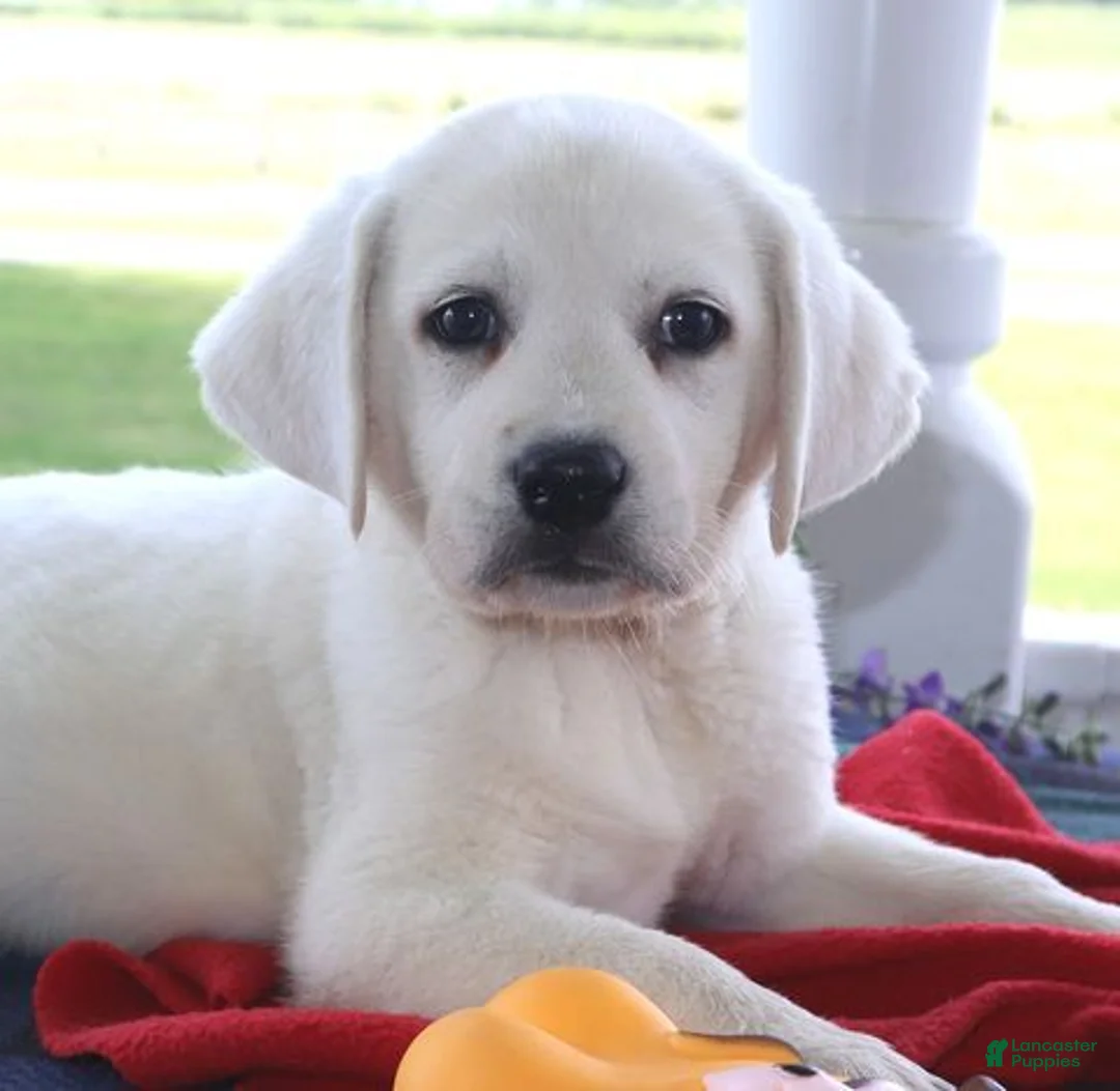 Labrador Retriever dogs for sale: Winston - Champ lines - Ad 2
