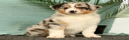 Miniature Australian Shepherd dogs for sale: Jake - Ad 3
