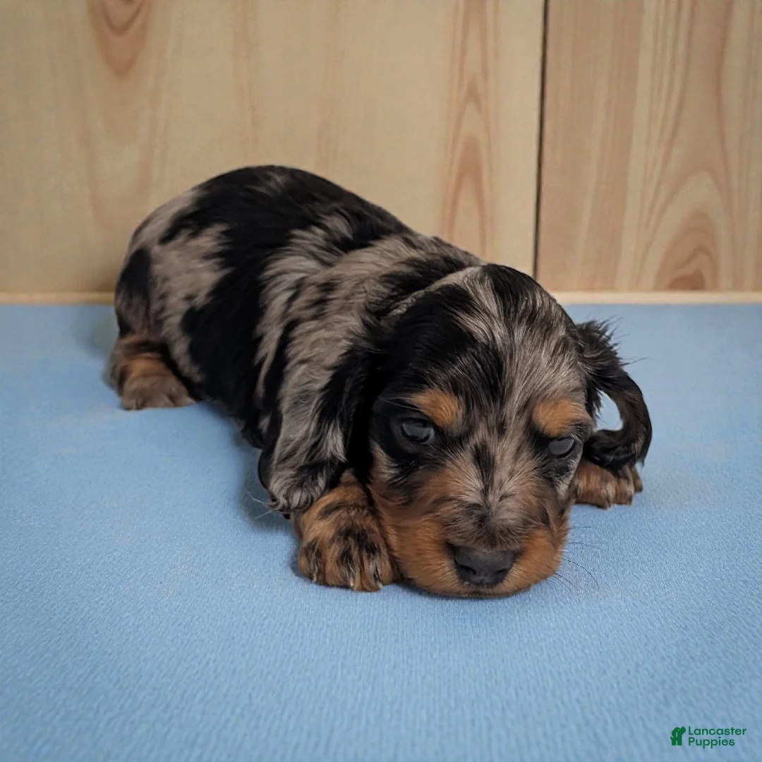Miniature Dachshund dogs for sale: Skippy - Ad 1