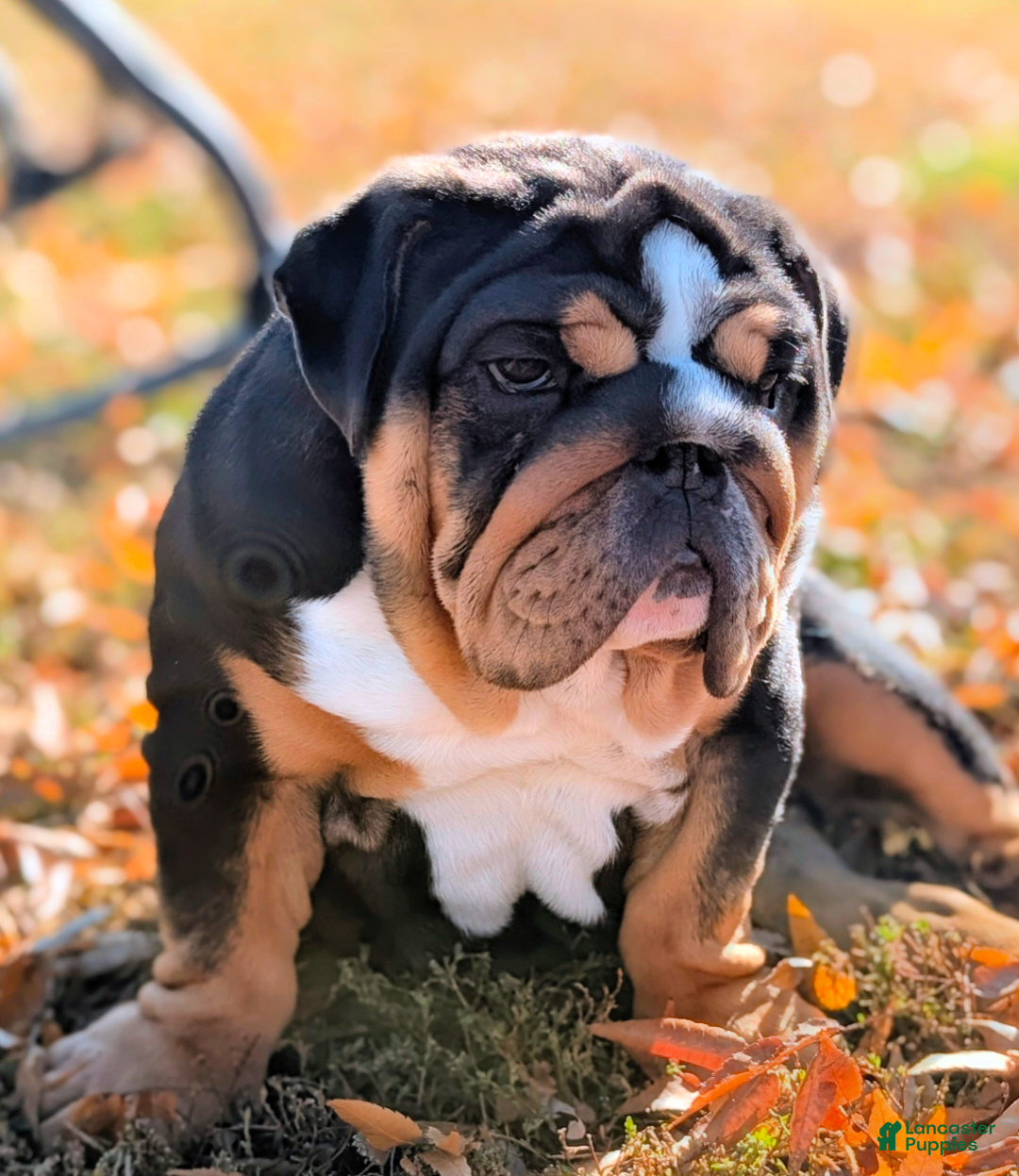 English Bulldog dogs for sale: English Bulldog Puppy 1 - Ad 3