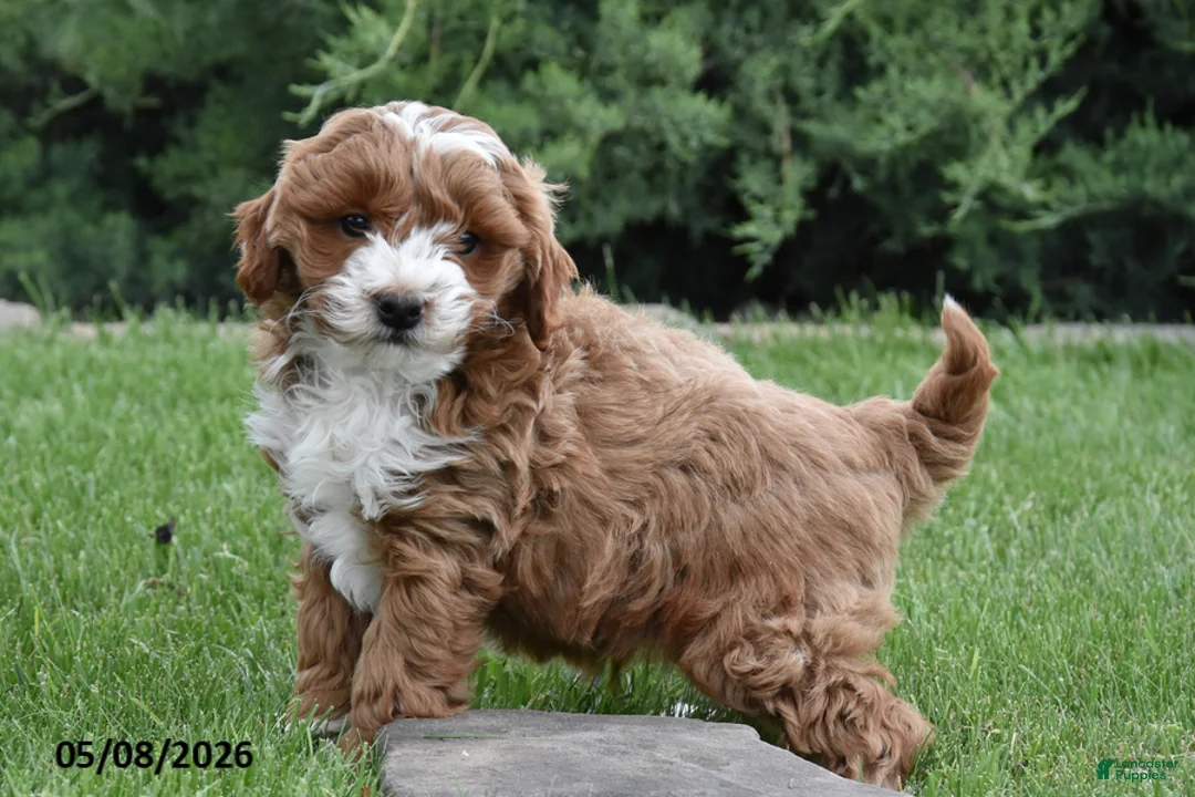 Mini Goldendoodle dogs for sale: Flash - Ad 1