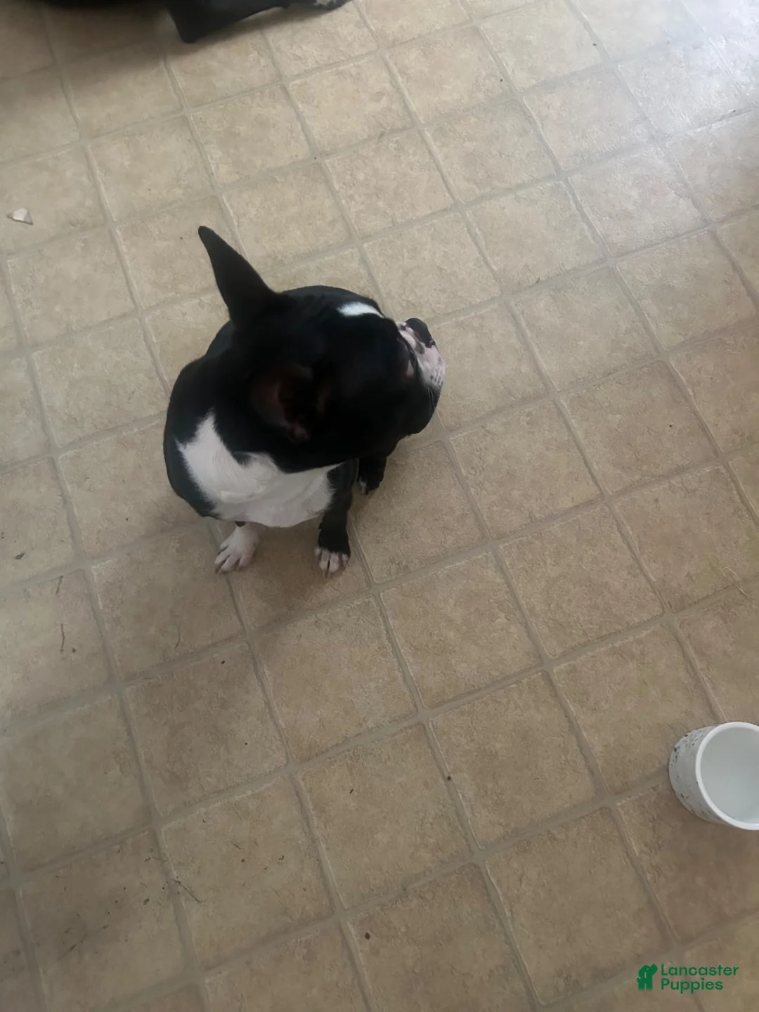 Boston Terrier dogs for sale: Boston Terrier 1 - Ad 2