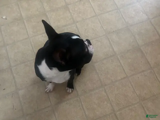 Boston Terrier dogs for sale: Boston Terrier 1 - Ad 2