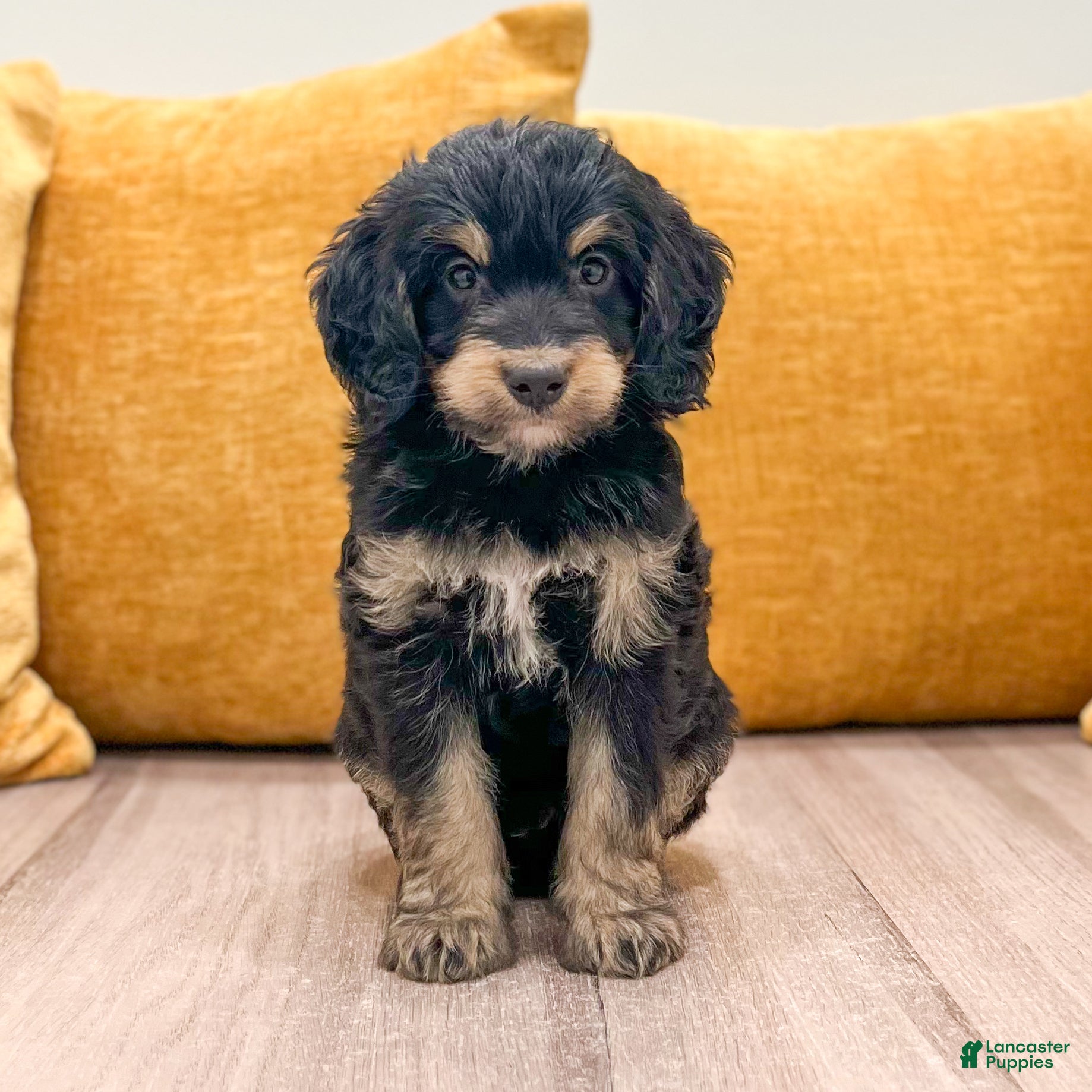 Mini Bernedoodle dogs Ranger - Ad 2