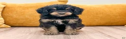 Mini Bernedoodle dogs for sale: Ranger - Ad 2