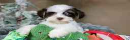 Havanese dogs for sale: Fruitcake - Ad 12