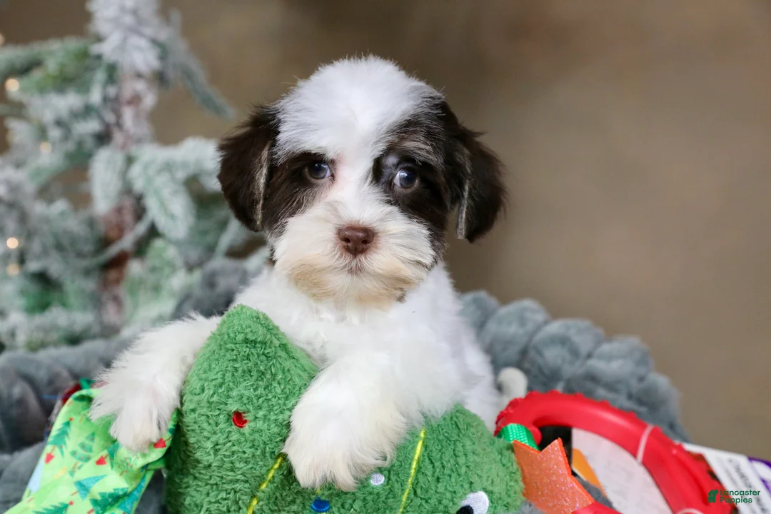 Havanese dogs for sale: Fruitcake - Ad 12
