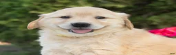 Golden Retriever dogs for sale: Bree  - Ad 3