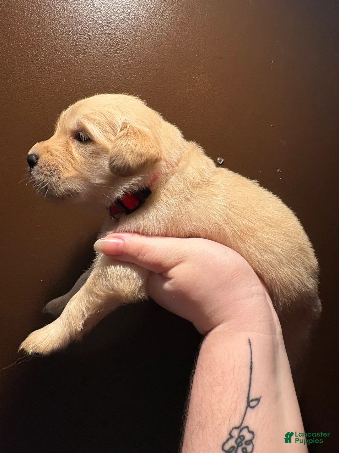Golden Retriever dogs for sale: Toast - Ad 2
