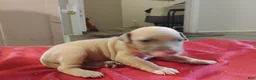 American Pit Bull Terrier dogs for sale: American Pit Bull Terrier 5 - Ad 2