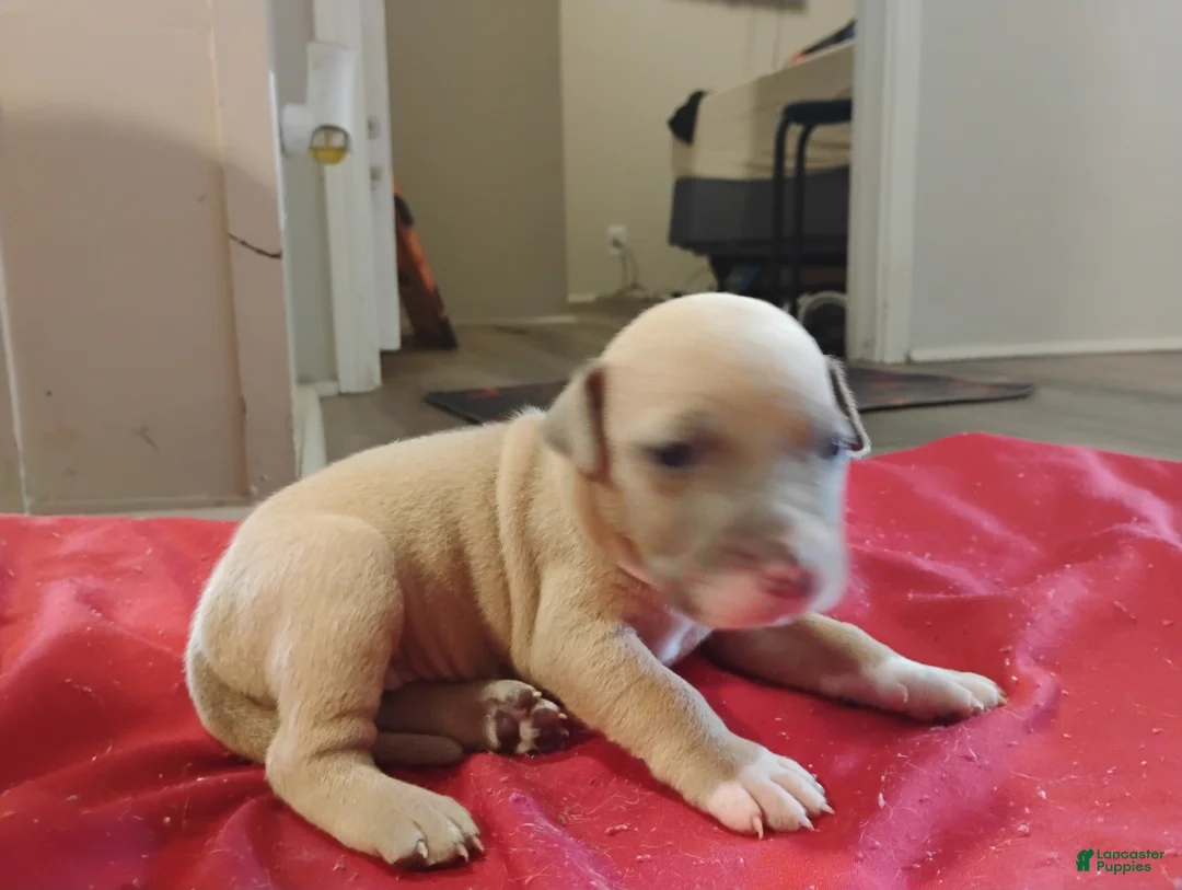 American Pit Bull Terrier dogs for sale: American Pit Bull Terrier 5 - Ad 2