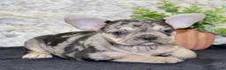 French Bulldog dogs for sale: Reba - Ad 4
