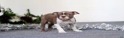 Boston Terrier dogs for sale: Harrison - Ad 2
