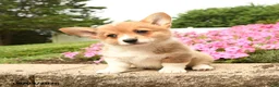 Welsh Corgi Pembroke dogs for sale: Tansy - Ad 1