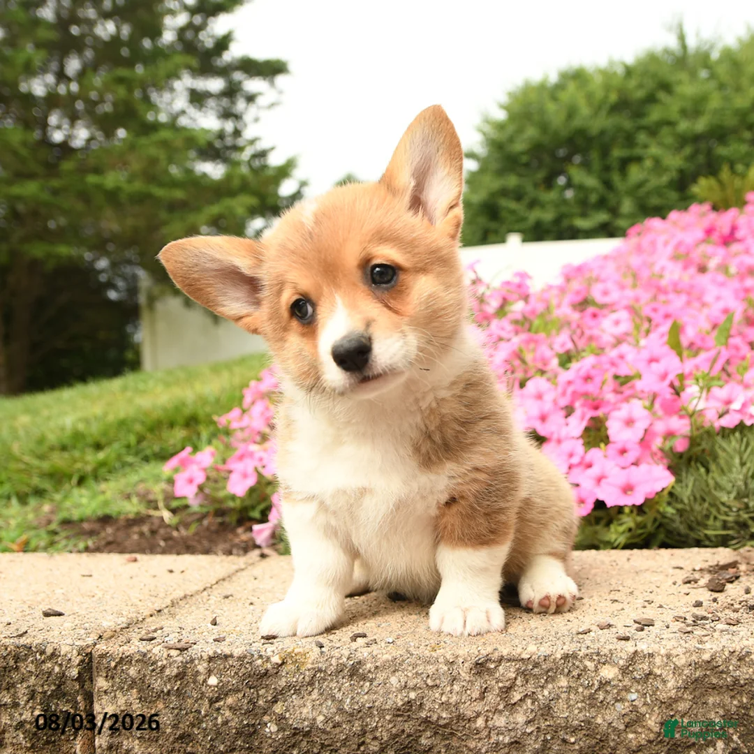 Welsh Corgi Pembroke dogs for sale: Tansy - Ad 1