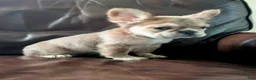French Bulldog dogs for sale: Nebula - Ad 3