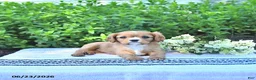 Cavalier King Charles Spaniel dogs for sale: Jackie - Ad 4