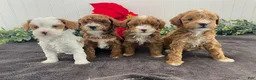 Toy Poodle dogs for sale: Koda - Ad 5