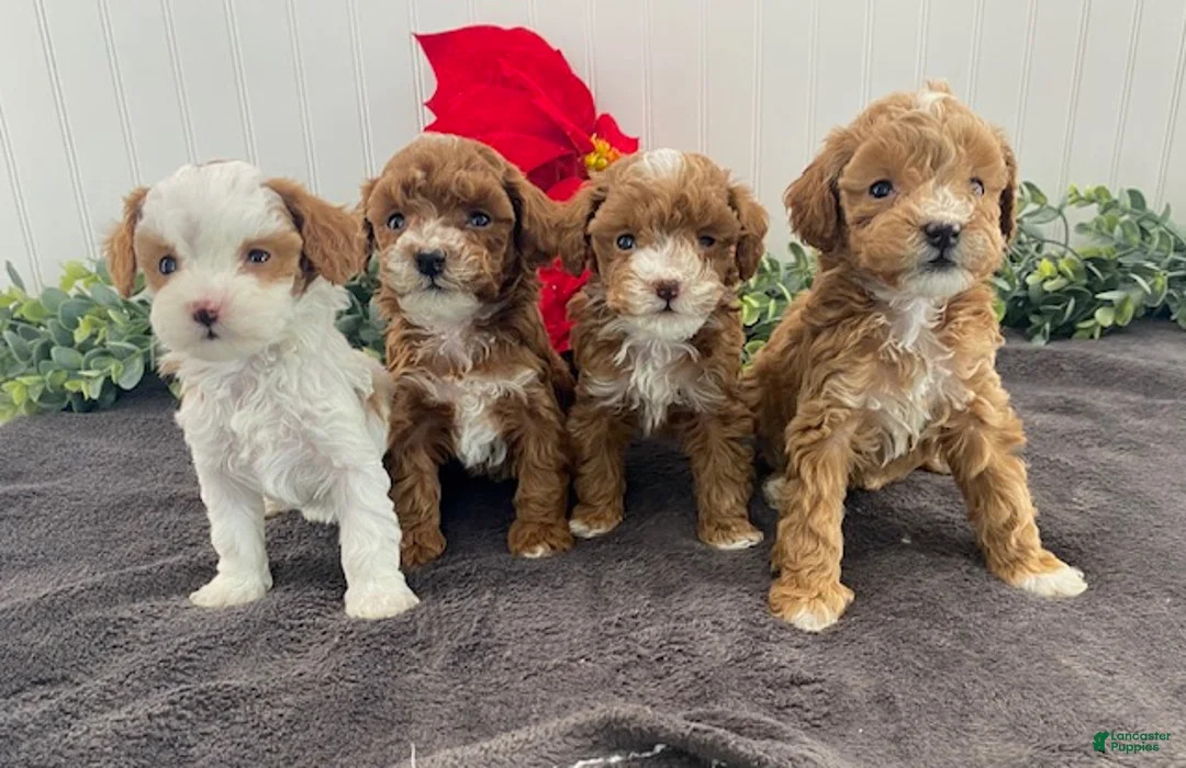 Toy Poodle dogs for sale: Koda - Ad 5