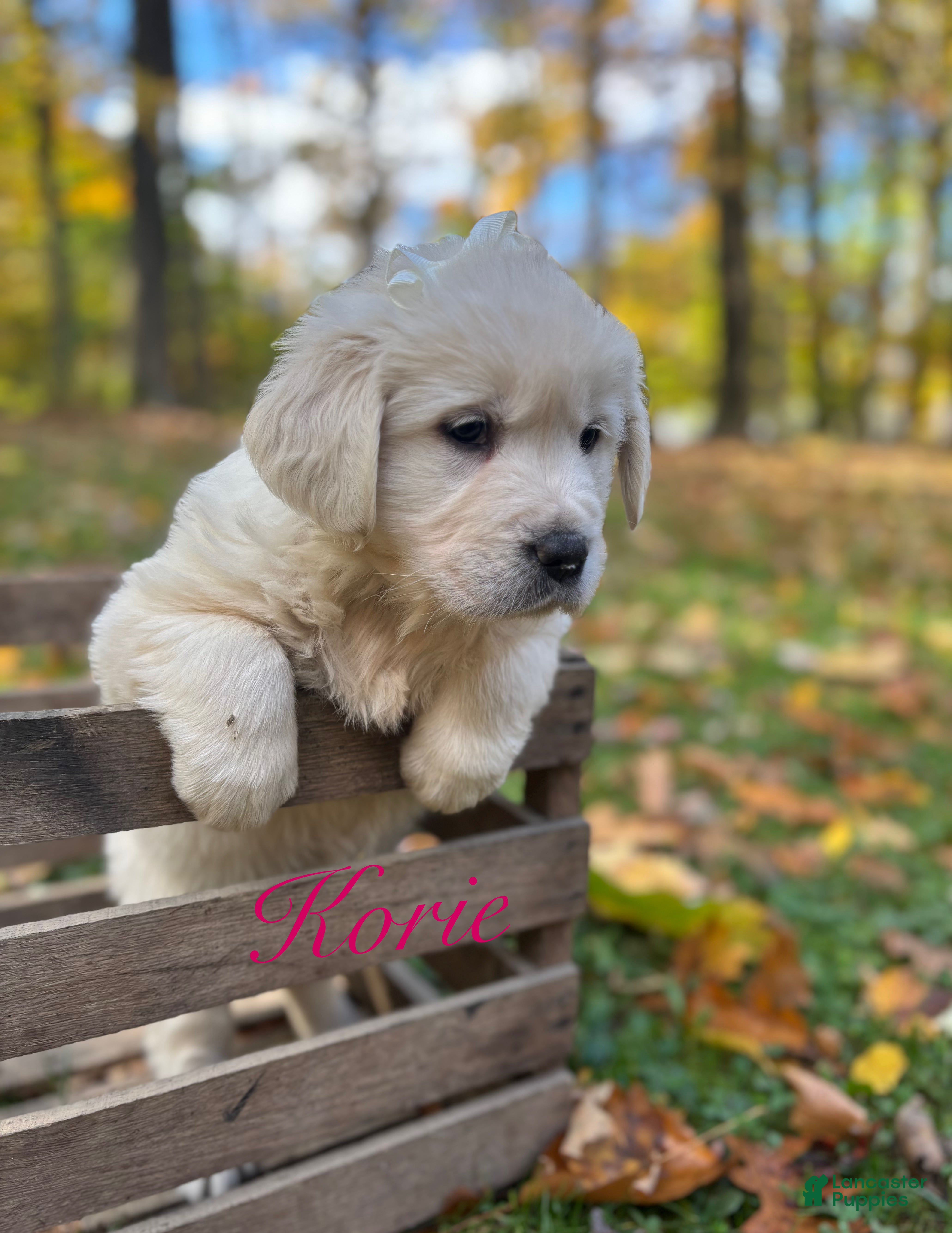 Golden Retriever dogs Korie - Ad 23