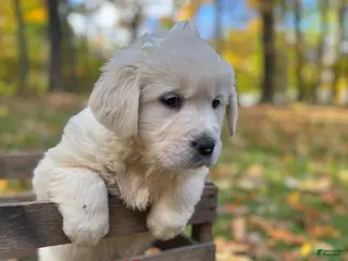 Golden Retriever dogs Korie - Ad 23