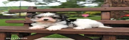 Morkie dogs for sale: Patches - Ad 4