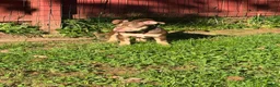 American Bully dogs for sale: Biscuit - Ad 3