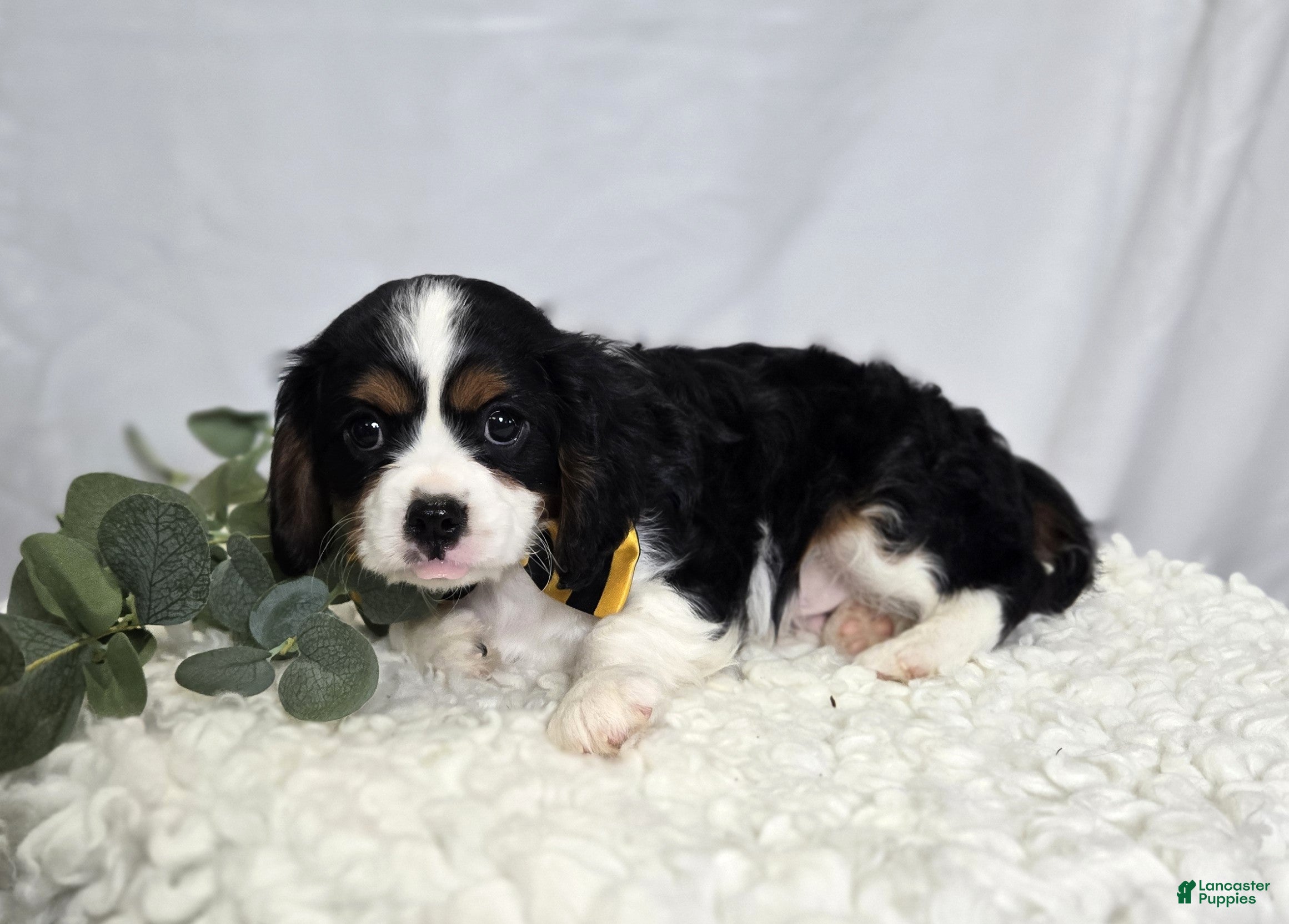 Cavalier King Charles Spaniel dogs Carter - Ad 2