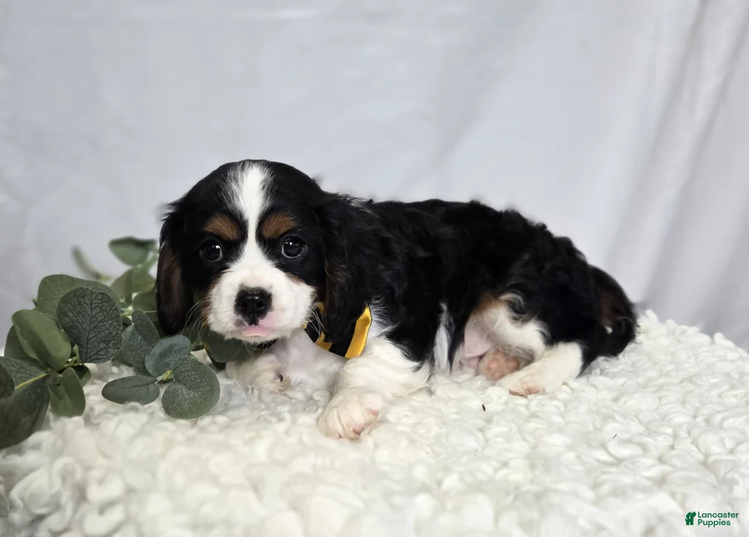 Cavalier King Charles Spaniel dogs for sale: Carter - Ad 2
