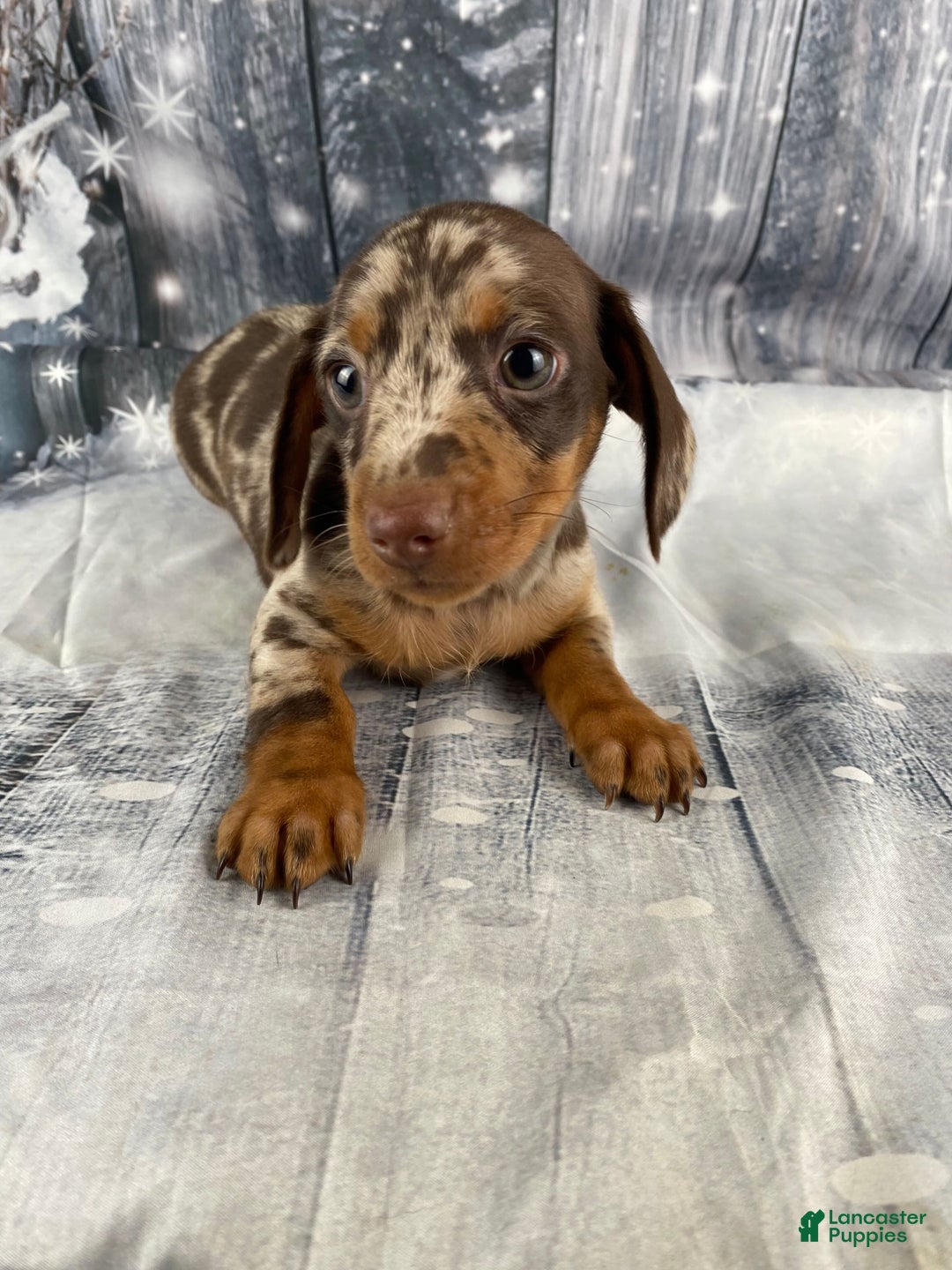 Miniature Dachshund dogs for sale: Luna - Ad 3