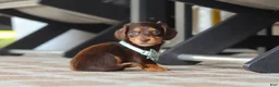 Miniature Dachshund dogs for sale: Warren - Ad 14