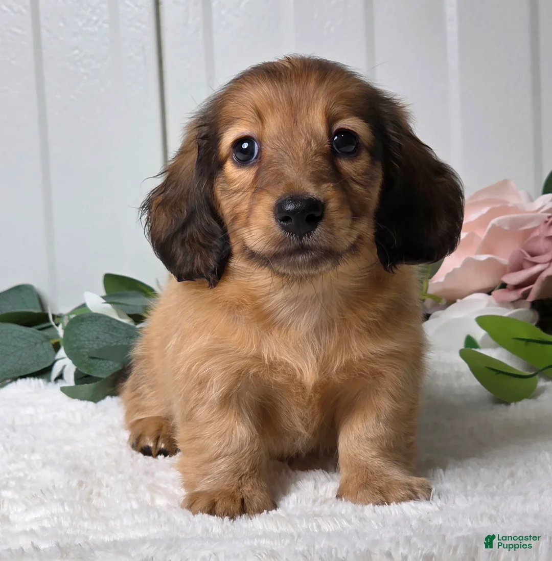 Miniature Dachshund dogs for sale: Marla - Ad 2