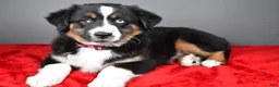 Miniature Australian Shepherd dogs for sale: Holly - Ad 7