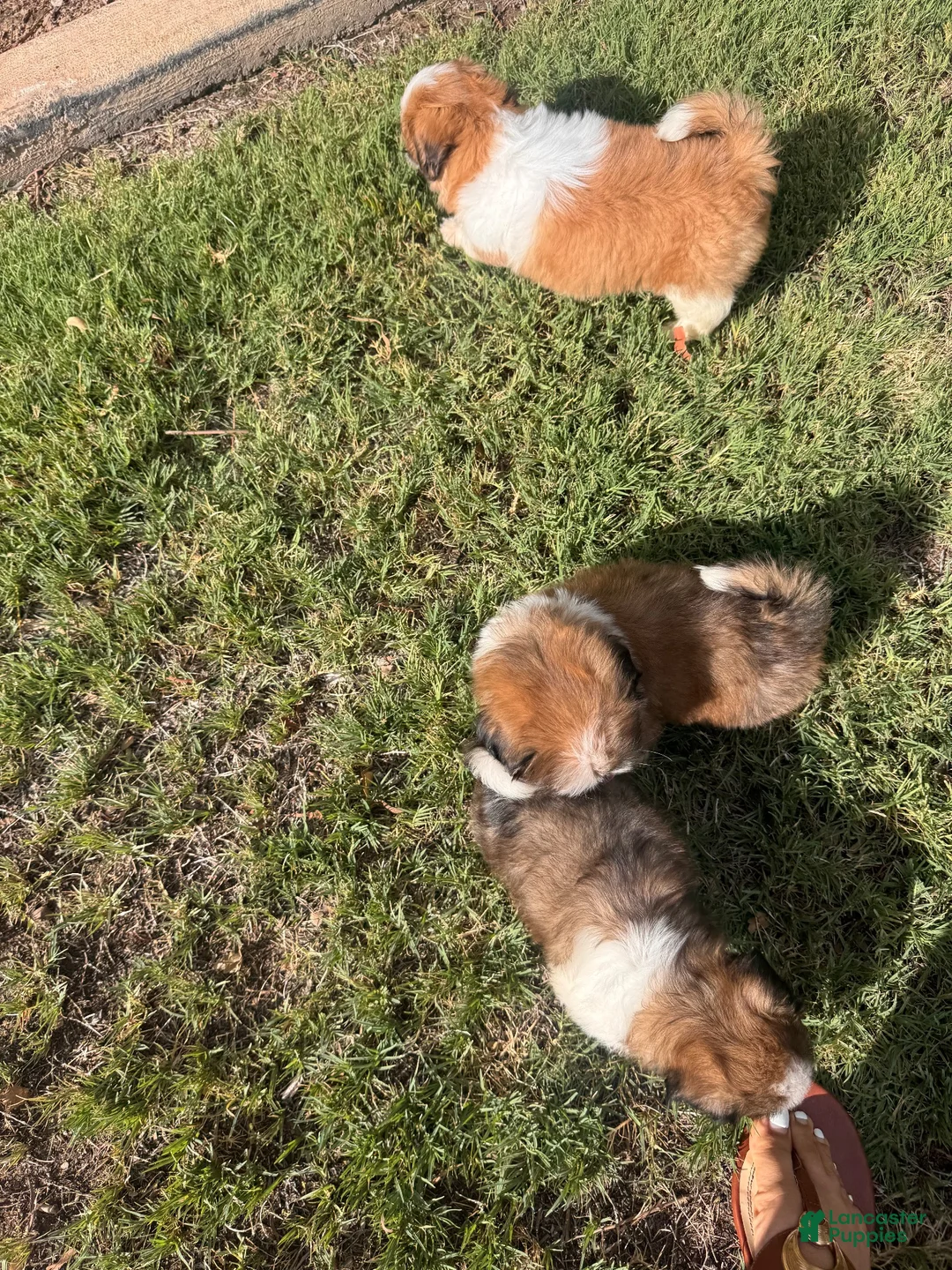 Shih Tzu dogs for sale: Mimi  - Ad 8